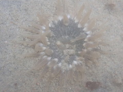 Aulactinia stella