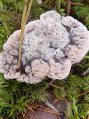 Hydnellum peckii