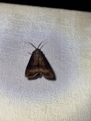 Agrotis