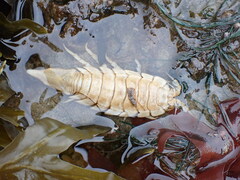 Saduria sabini