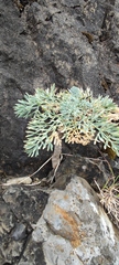 Seseli gummiferum