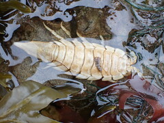 Saduria sabini