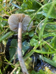 Panaeolus foenisecii