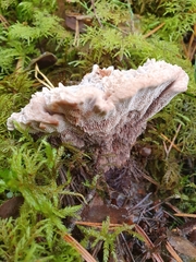 Hydnellum peckii