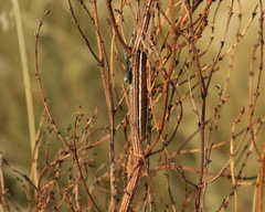Dypterygia scabriuscula
