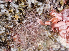 Desmarestia aculeata