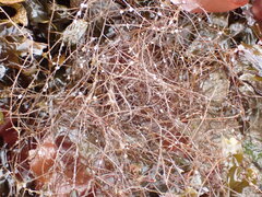 Desmarestia aculeata