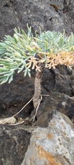 Seseli gummiferum