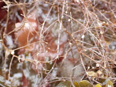 Desmarestia aculeata