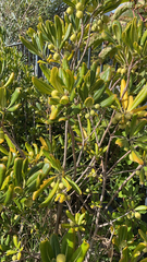 Pittosporum tobira