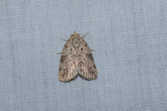 Giaura multipunctata