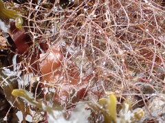 Desmarestia aculeata