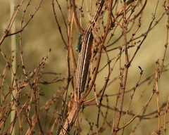 Dypterygia scabriuscula