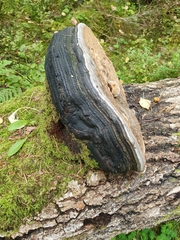 Phellinus populicola
