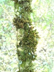 Orthotrichum diaphanum
