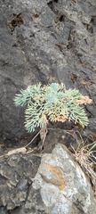Seseli gummiferum