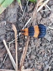 Calopteron terminale