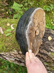 Phellinus populicola