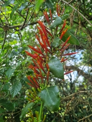 Agelanthus kraussianus