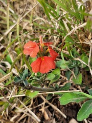Crossandra mucronata