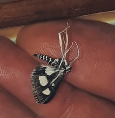 Desmia maculalis