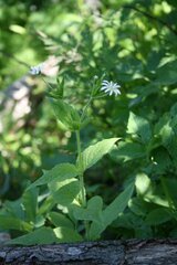 Stellaria nemorum