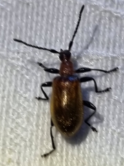 Ecnolagria rufescens