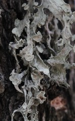Ramalina leptocarpha