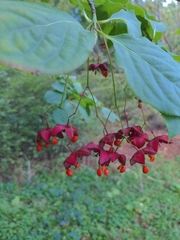 Euonymus sachalinensis