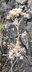 Seseli gummiferum