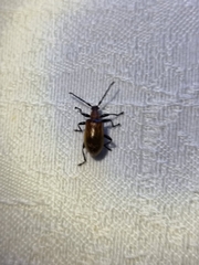 Ecnolagria rufescens