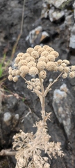 Seseli gummiferum
