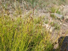 Rhynchospora capillacea