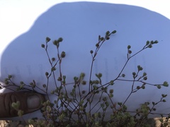 Hesperolinon micranthum