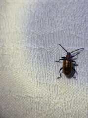 Ecnolagria rufescens