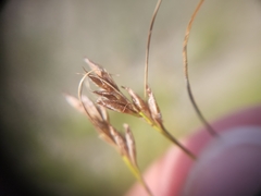 Rhynchospora capillacea