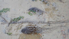 Chordaria flagelliformis