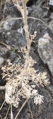 Seseli gummiferum