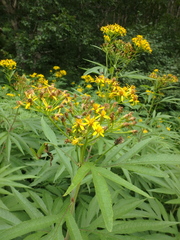 Jacobaea cannabifolia