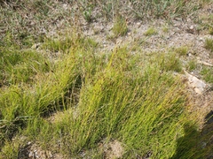 Rhynchospora capillacea