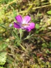 Agrostemma githago