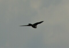 Falco amurensis