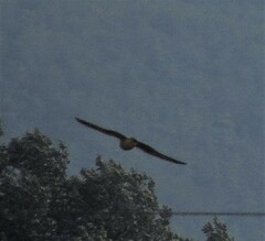 Falco amurensis