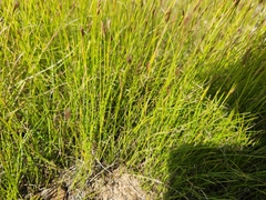 Rhynchospora capillacea