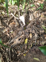 Tragelaphus sylvaticus sylvaticus