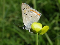 Lycaena alciphron