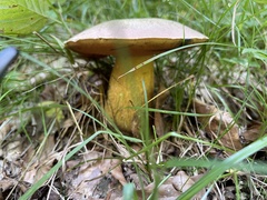Suillellus luridus