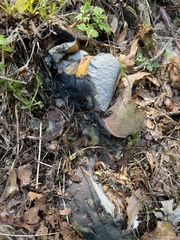 Suillellus luridus