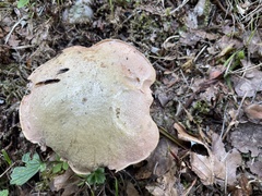 Suillellus luridus