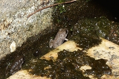 Fejervarya multistriata